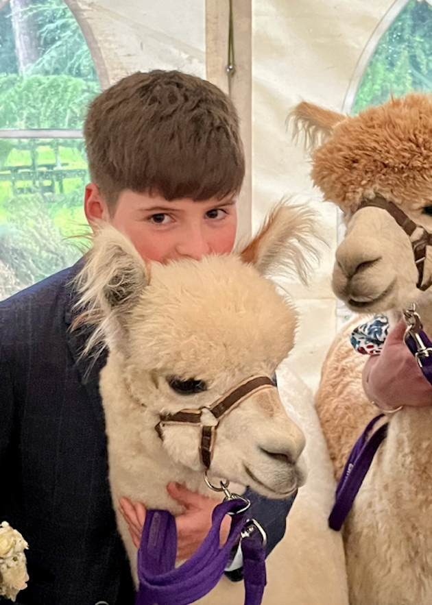 images/ALPACA_NEW_2.png